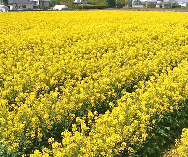 菜の花畑