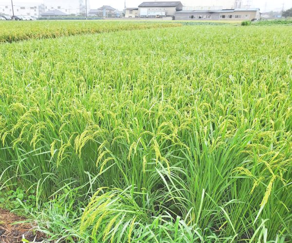 ricefield